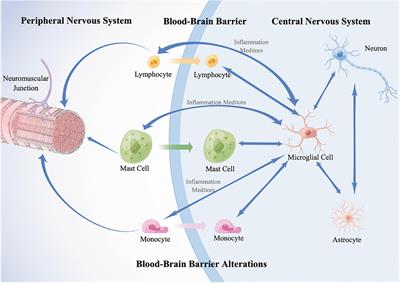 Neuroimmune Crosstalk Between the Peripheral and the Central Immune System in Amyotrophic Lateral Sclerosis
